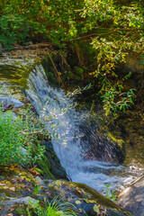 Small forest waterfall cascading over mossy rocks with green foliage