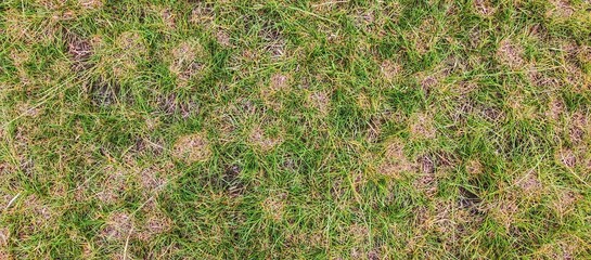 Natural green grass field texture, background for outdoor environments and summer concepts