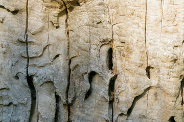 Closeup texture of old cracked tree bark with deep natural patterns