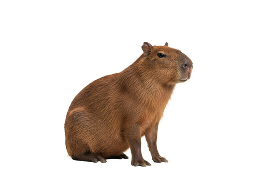 An adult capybara with reddish-brown fur, calm and composed, on a transparent studio background with ample copy space, concept of tranquil distinctiveness