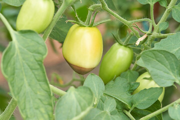 Green tomatoes on vine with early signs of blossom end rot in garden setting.