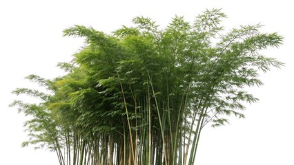 Fototapeta premium Whispers of the sky – majestic bamboo tree dancing in the wind isolated on white background. AI GENERATED. 