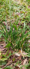Close-up view of green grass and dry leaves on the ground, capturing a small patch of nature's detail