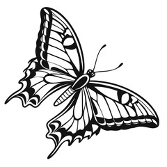 butterfly vector illustration