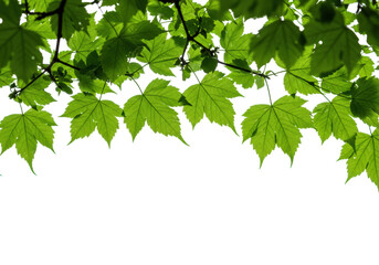 Close-up of vibrant, translucent green foliage with organic textures on dark branches, against a transparent studio background with natural backlighting, concept of natural growth and sustainability