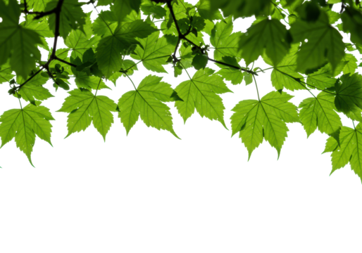 Close-up of vibrant, translucent green foliage with organic textures on dark branches, against a transparent studio background with natural backlighting, concept of natural growth and sustainability
