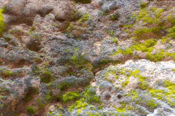 Close-up macro of vibrant green moss and lichen texture on a natural stone wall