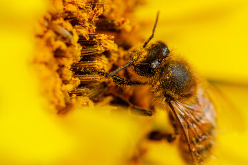 Honeybee fully dusted with pollen sits on a sunflower and collects nectar. The close-up image shows the beauty of wild insects and their importance for biodiversity and farming.