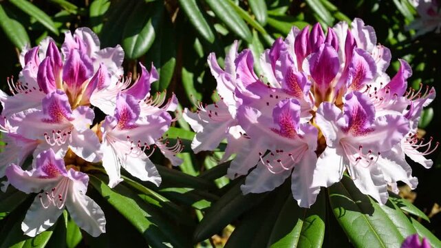 beautiful pink and white Rhododendron Hydon Dawn flower in full bloom