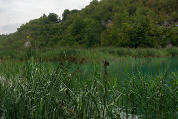 Wild grass and vegetation surrounding the lakes at the Pltivice Lakes National Park (Plitvička Jezera, Croatia)