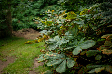 Close-Up of Green and Brown Chestnut Tree Leaves in Nature