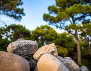 Coastal rocks under pine trees
