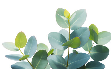 Fototapeta premium Eucalyptus leaves isolated on transparent background