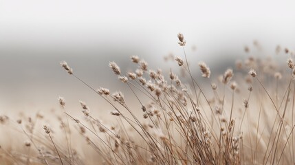 Fototapeta premium Serene Autumn Meadow - Soft-Focus Grasses in Misty Dawn.
