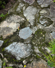 Mossy Stone Pathway Texture