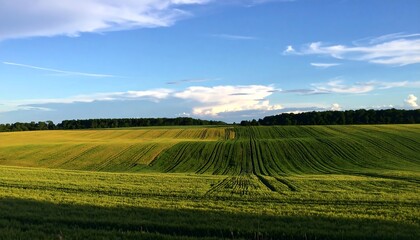Fototapeta premium Rural Landscape, Field, Summer