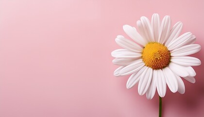 single daisy flower on light pink background