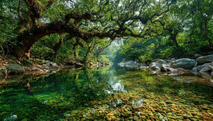 Lush forest stream reflecting the canopy