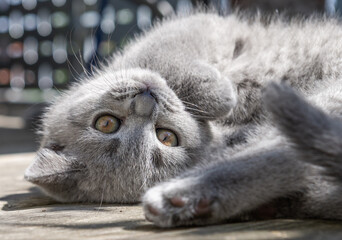 Britisch Kurzhaar Kätzchen genießt die Sonne auf dem Balkon