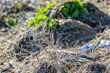 Juvenile European Stonechat (Saxicola rubicola), common in coastal scrub and heathland across Europe