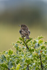 Juvenile European Stonechat (Saxicola rubicola), common in coastal scrub and heathland across Europe