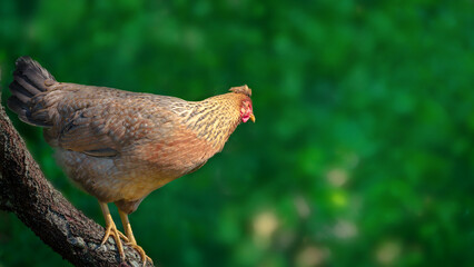 free range chicken on the high tree 