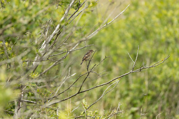 Juvenile European Stonechat (Saxicola rubicola), common in coastal scrub and heathland across Europe