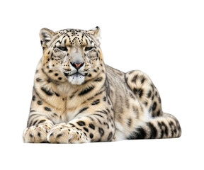 Obraz premium a snow leopard resting peacefully on a clean white background.