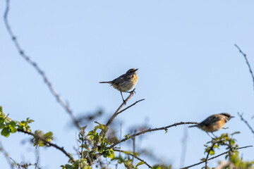 Juvenile European Stonechat (Saxicola rubicola), common in coastal scrub and heathland across Europe
