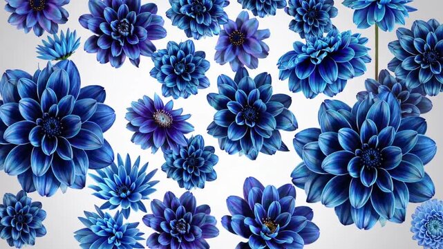 mixed collage of 25 natural and surreal blue flowers including peony, dahlia, primula, aster, daisy, rose, gerbera, clove, chrysanthemum, cornflower, flax, and pelargonium on white background
