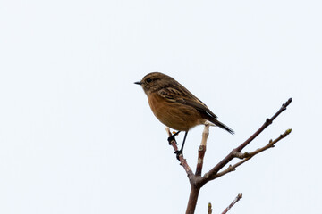 Juvenile European Stonechat (Saxicola rubicola), common in coastal scrub and heathland across Europe