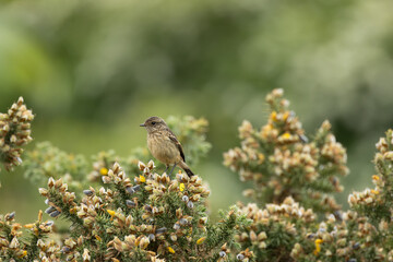 Juvenile European Stonechat (Saxicola rubicola), common in coastal scrub and heathland across Europe