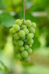   Zbliżenie zielonych winogron rosnących na winorośli w ogrodzie. Winorośli, owoc, winnica, wina, kiść, jedzenie, winorośl, Close- up of grapes growing on a garden .