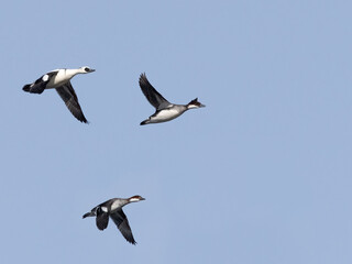 Smews


