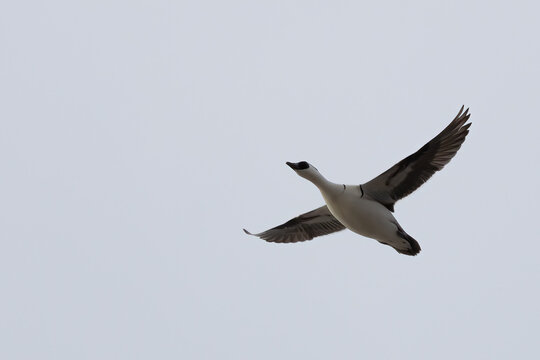 Smews

