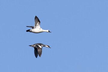 Smews

