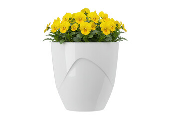 A vibrant cluster of yellow pansy flowers blooming in a modern white planter isolated on transparent background