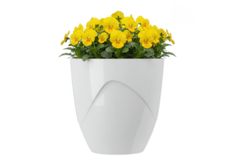 A vibrant cluster of yellow pansy flowers blooming in a modern white planter isolated on transparent background