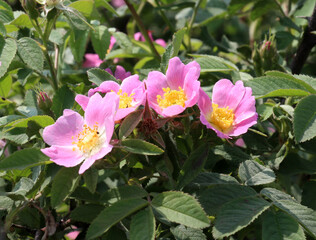 It blooms in nature dog rose
