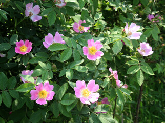 It blooms in nature dog rose