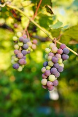 Close-up of grapers on a vine in sunlight.ZBLIZENIE KOLOROWYCH WINOGRON NA WINOROSLI W PROMIENIACH SŁONCA