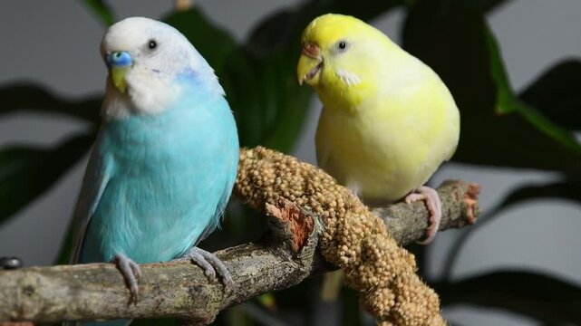 Parakeets eating panic ears. Close-up of two yellow and blue pet parakeets on a wooden branch.