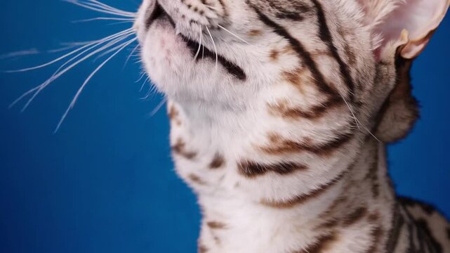 Famished Snow Bengal Feline Gazing Upward with its Oral Cavity Open, Vocalizing Seated on Azure Backdrop Famished Snow Bengal Feline Gazing Upward with its Oral Cavity Open, Vocalizing Seated on Azur