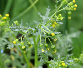 Senecio vulgaris grows in nature
