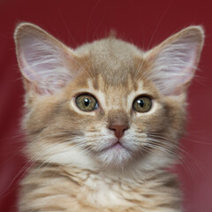 Porträt eines Somali Kätzchen