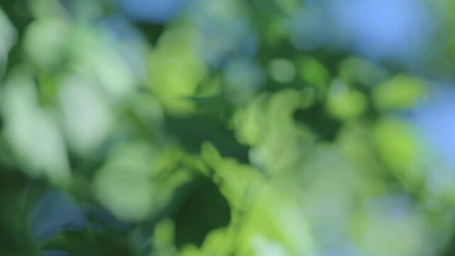 Abstract Spring or Summer Nature Background with Green and Blue Defocused Elements