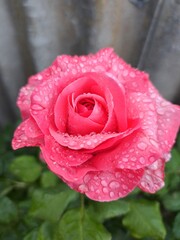 pink rose with water drops