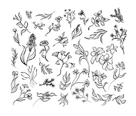 Hand Drawn Floral Vector Set