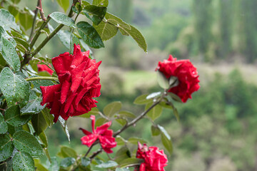 Beautiful roses wet by the rain