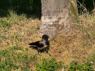 Hooded crow Corvus cornix standing near tree trunk on dry grass in sunlight. Wild bird, urban avifauna, and natural ecology in Belgrade outdoor environment.